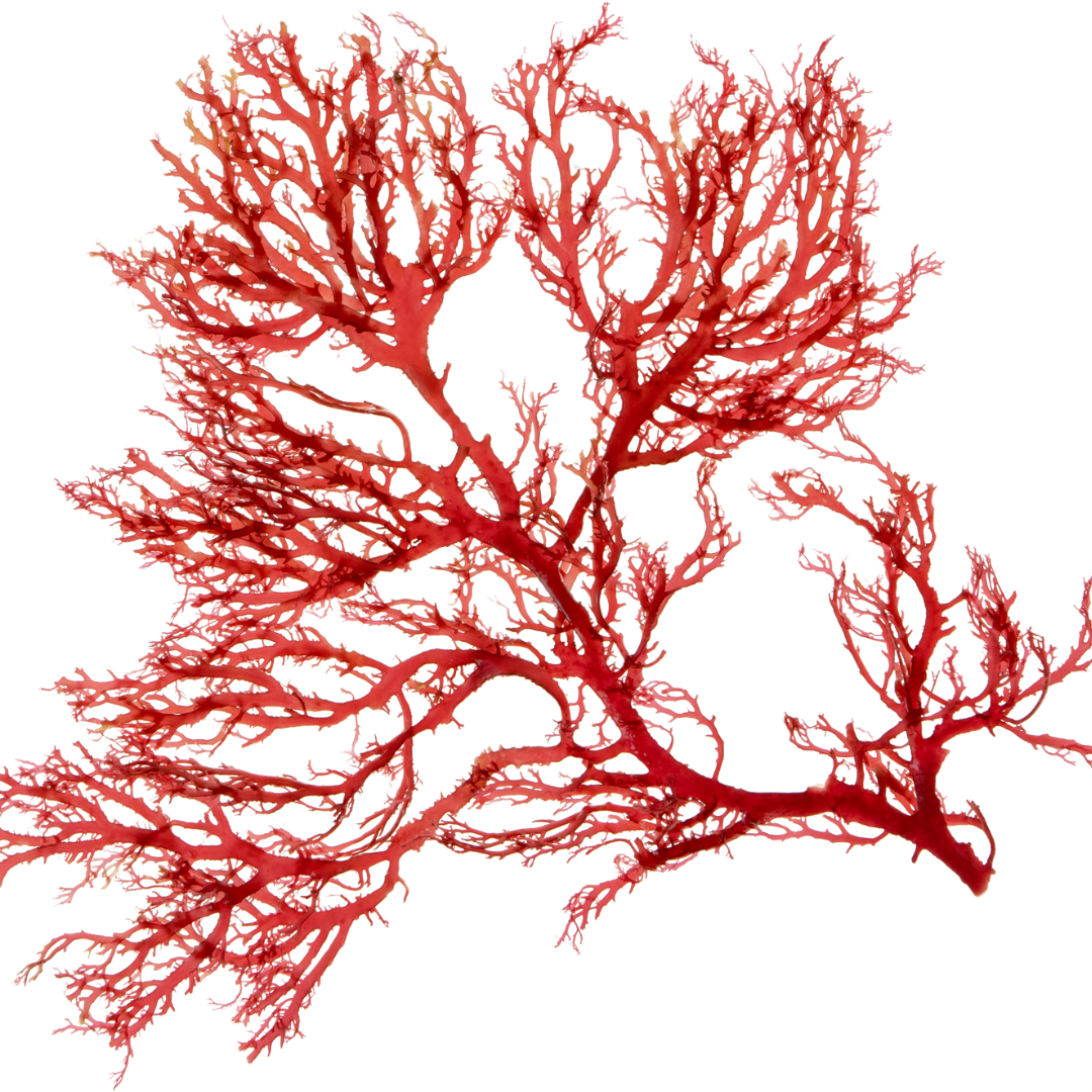 Astaxanthin: The Ultimate Skincare Antioxidant