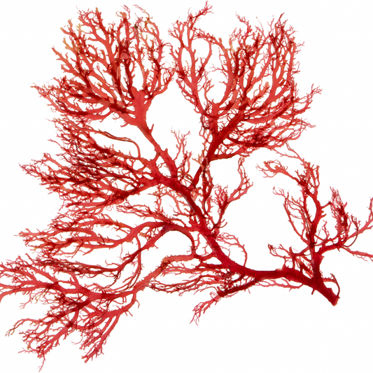 Astaxanthin: The Ultimate Skincare Antioxidant